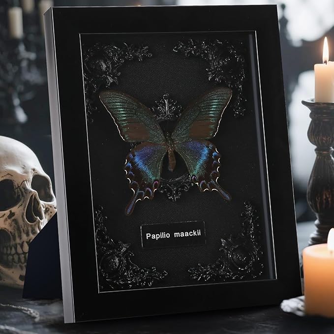 Real Butterfly Frame (Black Background)
