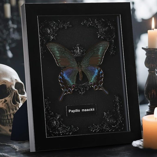 Real Butterfly Frame (Black Background)