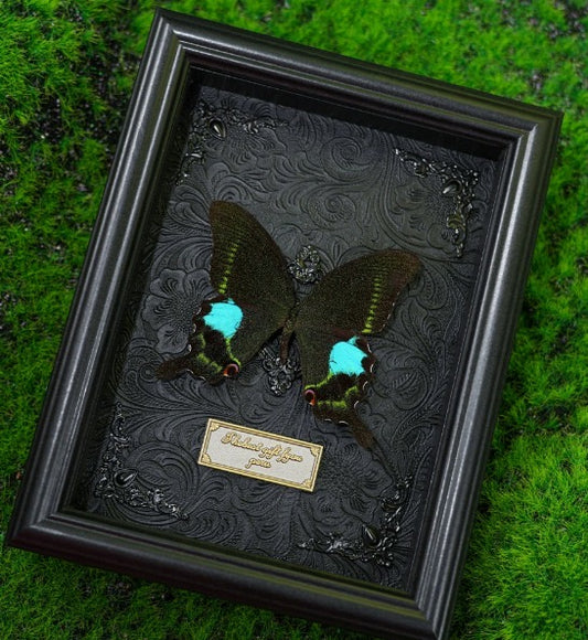 Real butterfly frame (black background #2)